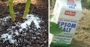 Garden room, garden office & garden studio buyers guide. 40 Clever Uses For Epsom Salt At Home In The Garden And For Your Body