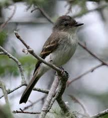 Common Birds Of Cape Cod Phoebe Backyard Birds Bird Birds