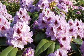 Rhododendron Blue Peter Inkarho R Blauer Fleck Pflanzen Farbkombination