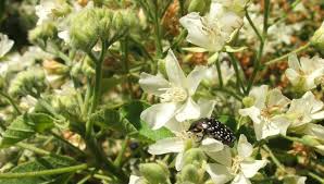 Image result for Dombeya kirkii