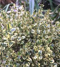 Image result for Buxus