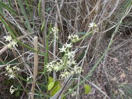 Image result for Cynanchum mossambicense