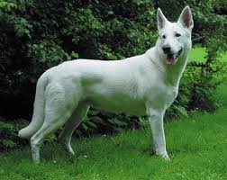 A fehér juhászkutya különösen népszerűvé vált, mivel sok híres ember tartotta a fajtát a hatvanas években. Amerikai Kanadai Feher Juhaszkutya White Shepherd Dog Kutya Tar