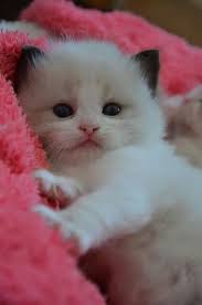 The strange and terrible adventures of popoki, the hawaiian cat. 50 Cutest Kittens Make Our Lives Better Every Single Day Page 13 Of 53 Soopush Kittens Cutest Cute Baby Animals Baby Cats