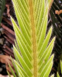 Image result for Zamiaceae