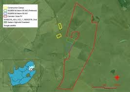 Image result for Linderniella wilmsii