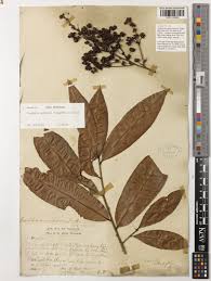 Image result for Gomphia