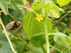 Image result for Oreosyce africana