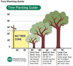 Tree Planting Guide We Like Trees To Plant Tree Seeds Plants