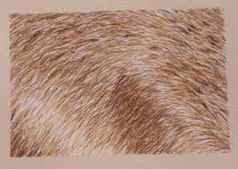 Sharing how i drawn rabbit using colored pencilscoloring page: Colored Pencils Fur Wildlife Art And Tutorials
