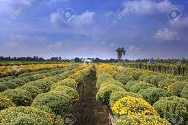 We did not find results for: Village Sa Dec Dong Thap Province Vietnam January 13 2017 Drones And Yellow Daisy Field At Sa Dec Flower Village Ready For Harvest For Sale On Tet Holiday In Vietnam Stock