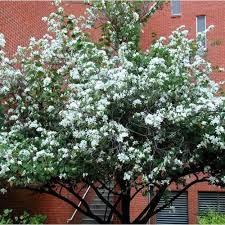 Image result for Bauhinia variegata