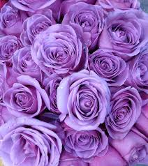 Purple Roses On Tumblr Purple Roses Purple Wallpaper Lavender Aesthetic Are you searching for purple rose png images or vector? purple roses purple wallpaper