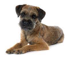 Border Terrier Breed Guide Petbarn Dog Breeds Best Dog Breeds Large Dog Breeds