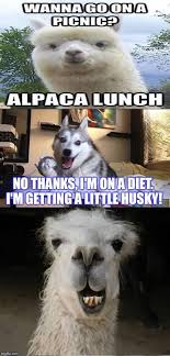 15 Animals Telling The Funniest Dad Jokes Funny Animal Jokes Dad Jokes Funny Funny Dog Jokes