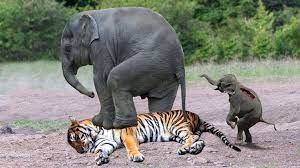 Mother Elephant Rescue Baby From Tiger Amazing Wild Animals Attacks Crocodile Vs Tiger Vs Buffalo Animal Attack Elephant Rescue Animals Wild