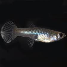 Guppies that are very slender and have long bodies are usually males. Assorted Female Guppies Poecilia Reticulata Tropical Fish For Freshwater Aquariums