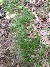 Image result for Avenella