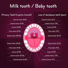 The Tooth Loss Cycle