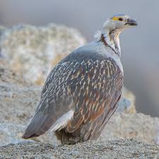 Image result for Steganotaenia hockii