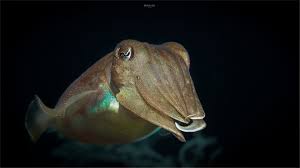 Maybe you would like to learn more about one of these? Sepia Foto Bild Natur Tiere Wildlife Bilder Auf Fotocommunity