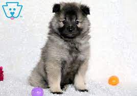 Miles Keeshond Puppy For Sale Keystone Puppies Keeshond Puppy Small Dog Harness Keeshond