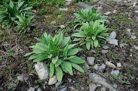 Image result for Cynoglossum coeruleum