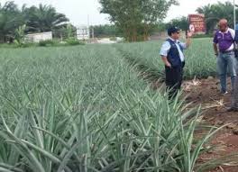 Saat di ganggu calon ibu muda sex. Anim Agro Technology Tanah Terbiar Dibangunkan