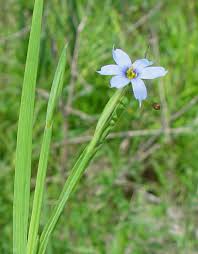 Image result for Rytigynia acuminatissima