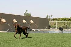 Photos, address, and phone number, opening hours, photos, and user reviews on yandex.maps. 7 Akz Rockin Pet Resort Spa Ideas Pet Resort Resort Resort Spa