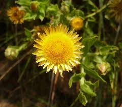 Image result for Helichrysum aureum