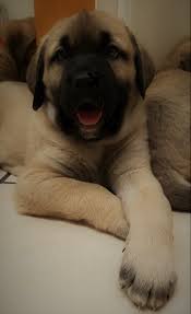 Post your classified ad for free in various categories like mobiles, tablets, cars, bikes, laptops, electronics, birds, houses, furniture, clothes, dresses for sale in pakistan. 2019 Kangal Puppies For Sale At Von Tassen Farm Kentucky