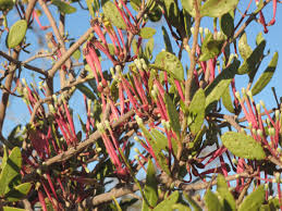 Image result for Tapinanthus oleifolius