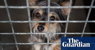 Find the best 'dog boarding kennels' near you by sharing your location or by entering an address, city, state or zip code. They Look Cute But Should We Rescue Romania S Street Dogs Animal Welfare The Guardian