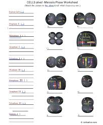 I've included a color and black and white version, as well as a key.the zip file has a pdf student version for posting on personal sites, such as google classroom or canvas. Cell Division Reading Comprehension Worksheet Mitosis And Meiosis Science Answer Key Phases Of Mitosis Worksheet Worksheet