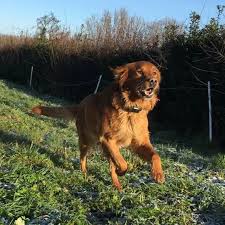 Purple, one of our three male golden irish puppies. Golden Irish Pups In Northern Ireland Home Facebook