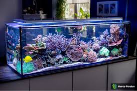 Ein 400l Raumteiler 150x50x50cm Seite 7 Aquarium Vorstellung Meerwasser 150x50x50cm In 2020 Saltwater Aquarium Fish Aquarium Fish Tank Saltwater Aquarium
