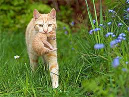 What To Do And Not Do If You Find A Newborn Kitten