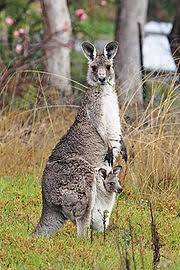 Pouch Marsupial Wikipedia