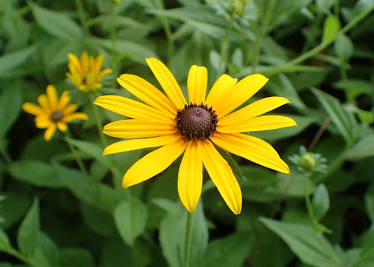 Rudbeckia hirta - Wikipedia