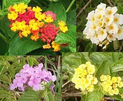 Vieille Fille Lantana Lantana Camara Small Flowers