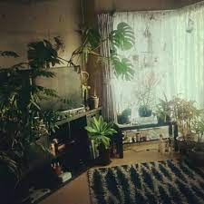 寒い時期なので ベランダにいた植物達も迎えて 緑に囲まれた生活 レイさんが投稿したエアープランツ サンスベリア サムライドワーフ ドラセナ ボトルツリー コウモリラン ミルクブッシュ イエローマジック アガベアテナータ エバーフレッシュ モンステラ 植物ま