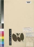 Image result for Bridelia brideliifolia