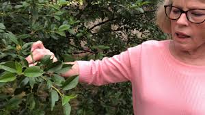 Cherry tree blooming in San Antonio, TX