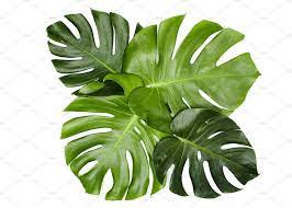 Monstera Leaves On White Background Tree Photoshop Trees Top View Architecture Collage