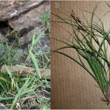 Image result for Costularia natalensis