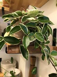 Check spelling or type a new query. Hoya The Midwestern Jungle