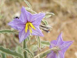 Weed with purple flowers and thorns. The Dirt On Albuquerque S Weeds 505 Outside