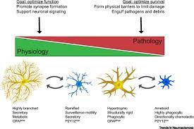 Astrocytes And Microglia In Sickness And In Health Trends In Neurosciences