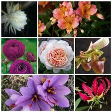 Check spelling or type a new query. 21 Most Expensive Flowers In The World
